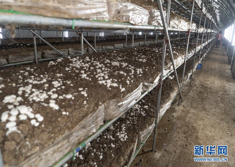 지난 29일 직원은 산동(山東)성 랴오청(聊城)시 선(莘)현 식용균산업단지에서 버섯을 채집하고 있다. [사진 출처: 신화망]