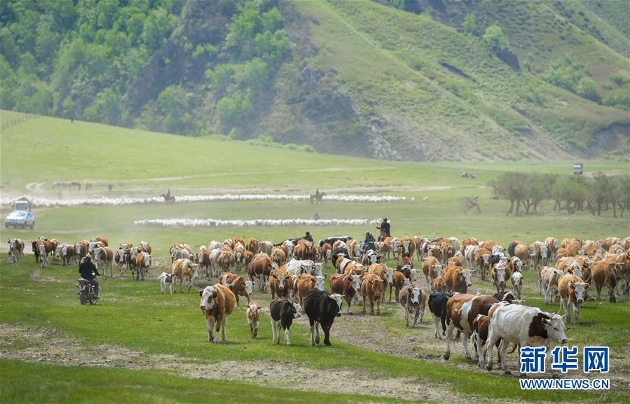 아루커얼친(阿魯科爾沁) 초원에서 목축민들이 방목하고 있다. [사진 출처=신화망] 