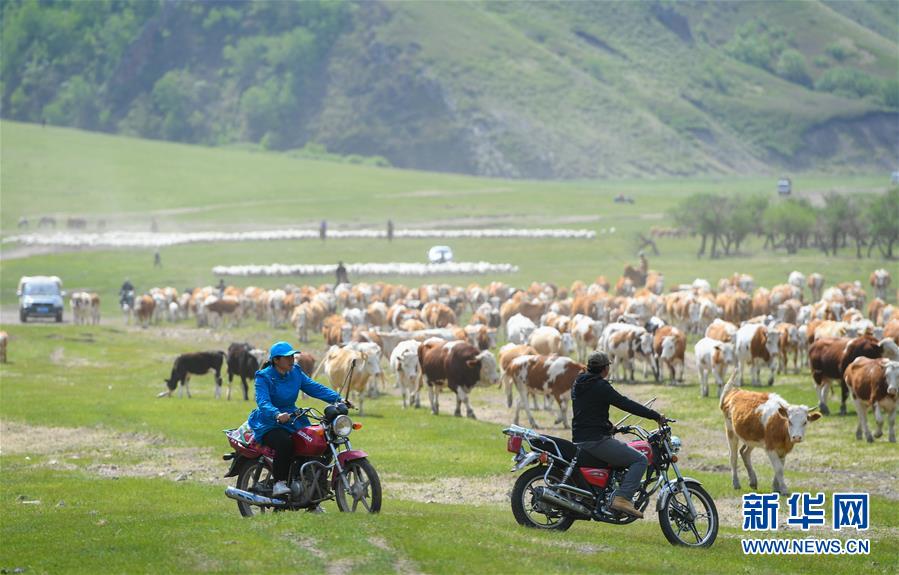 지난 1일 허시거두렁(和喜格都冷)의 가족이 오토바이를 타고 하영지(夏營地)로 소 떼를 몰고 있다. [사진 출처: 신화망]