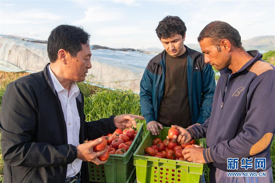 4월11일 타지키스탄공화국의 수도 두샨베로부터 70킬로미터 거리에 있는 채소 재배 단지에서 멍칭장(孟慶江·왼쪽) 지역기술총감독이 직원들에게 토마토 등급의 주의 사항을 일러주고 있다. [사진 출처: 신화망]