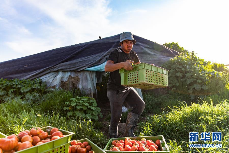 4월 11일 타지키스탄공화국의 수도 두샨베로부터 70킬로미터 거리에 있는 채소 재배 단지에서 직원이 재배한 토마토를 옮기고 있다. [사진 출처: 신화망]