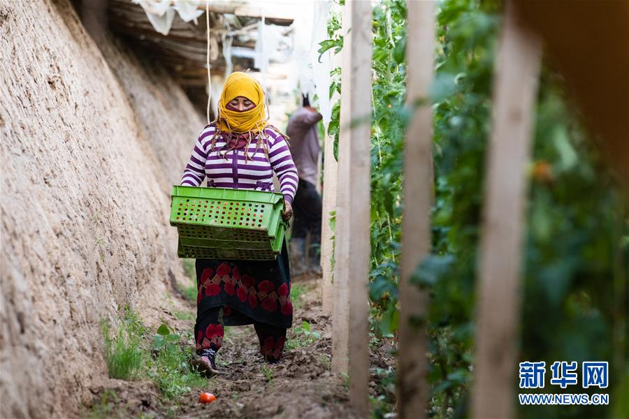4월 11일 타지키스탄공화국의 수도 두샨베로부터 70킬로미터 거리에 있는 채소 재배 단지에서 직원이 채소 더미에 싸인 채 작업하고 있다. [사진 출처: 신화망]