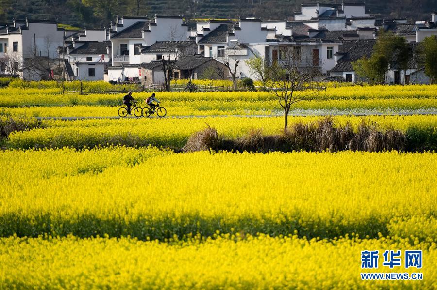 자전거를 타고 안후이(安徽) 이(黟)현 루(盧)촌 유채꽃밭을 지나고 있다.  [사진 출처: 신화망]