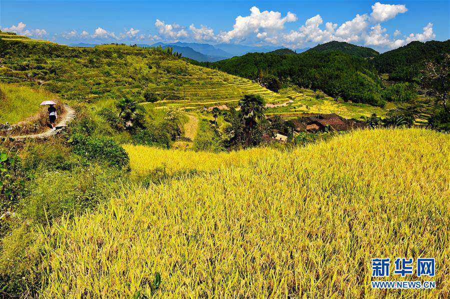 한 관광객이 푸젠(福建)성 우이(武夷)산시 우툰(吳屯)향 허우위안(後源)촌 계단식밭을 걷고 있다. [사진 출처: 신화망]