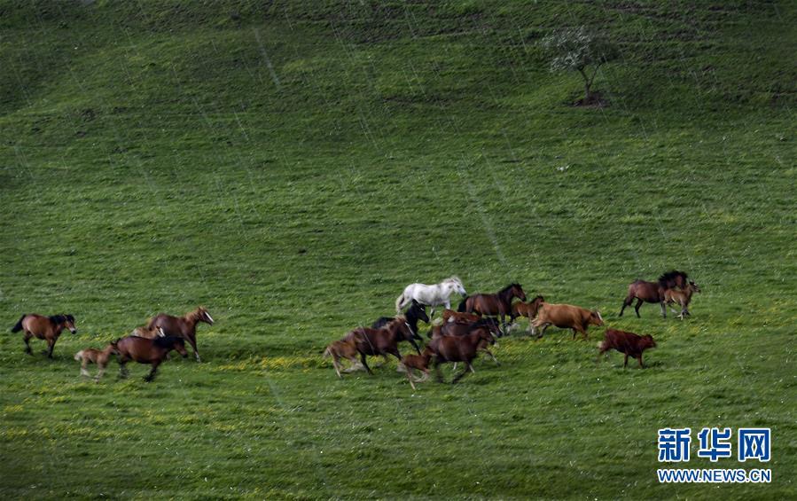 관산(關山)초원에 서식하는 소와 말이 빗속을 뚫고 달리는 모습 [사진 출처: 신화망]