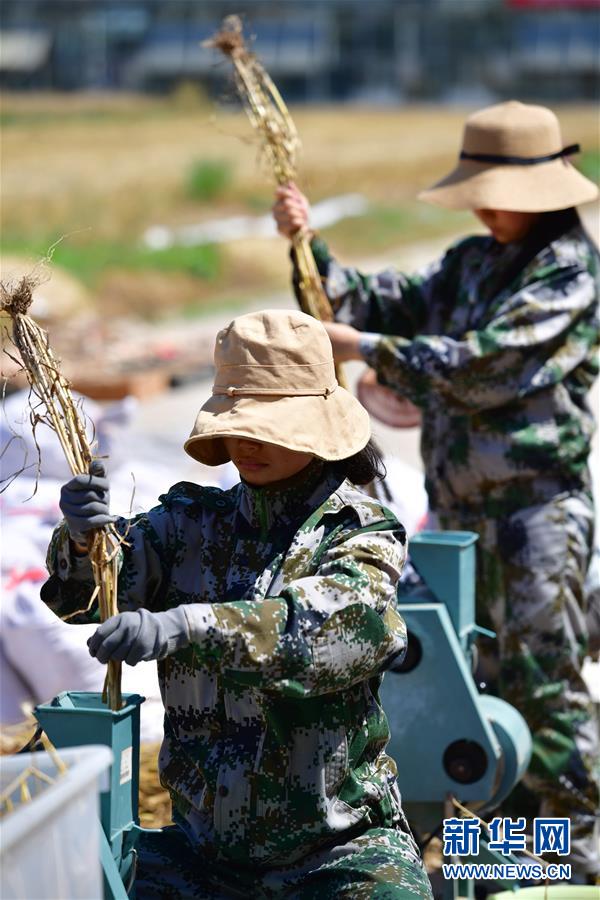 시베이농림과학기술대학교(西北農林科技大學) 학생들이 시범용 밭에서 밀을 탈곡하고 있다. [사진 출처: 신화망]