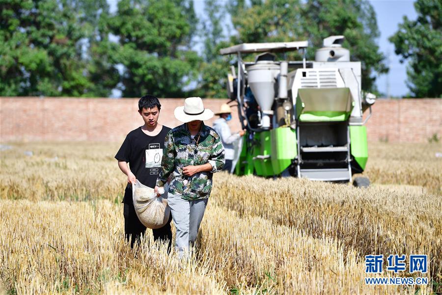 시베이농림과학기술대학교(西北農林科技大學) 학생들이 시범용 밭에서 밀 종자를 수집하고 있다. [사진 출처: 신화망]
