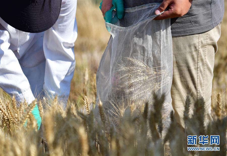 시베이농림과학기술대학교(西北農林科技大學) 학생들이 시범용 밭에서 밀을 수확하고 있다. [사진 출처: 신화망]