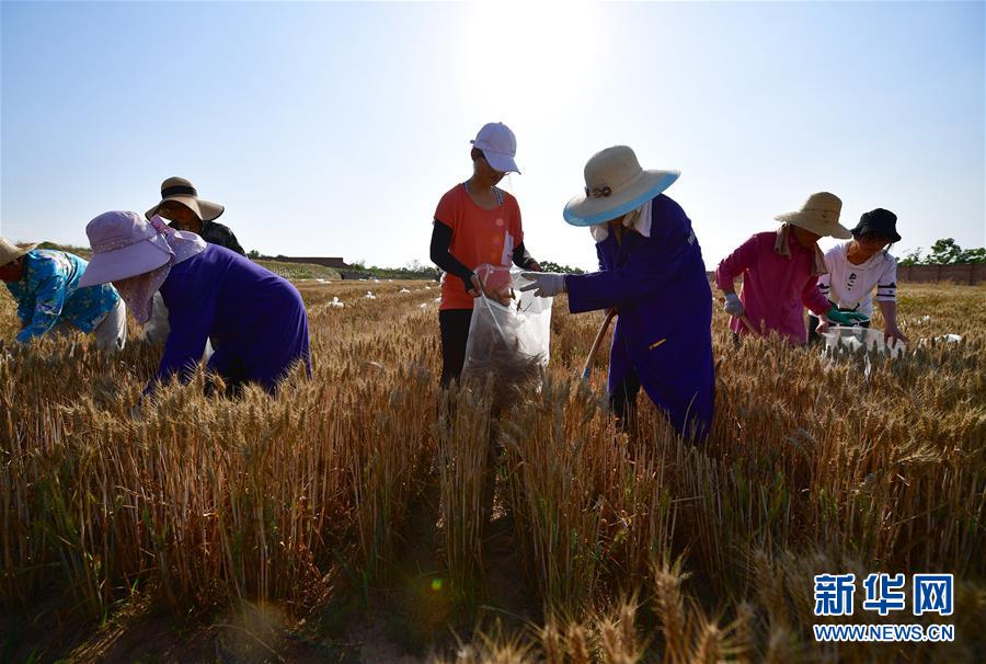 시베이농림과학기술대학교(西北農林科技大學) 학생들과 농민들이 시범용 밭에서 밀을 수확하고 있다. [사진 출처: 신화망]