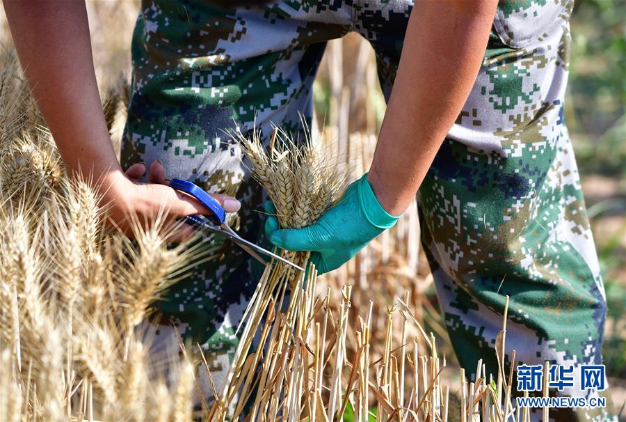 시베이농림과학기술대학교(西北農林科技大學) 학생이 시범용 밭에서 밀을 수확하고 있다. [사진 출처: 신화망]