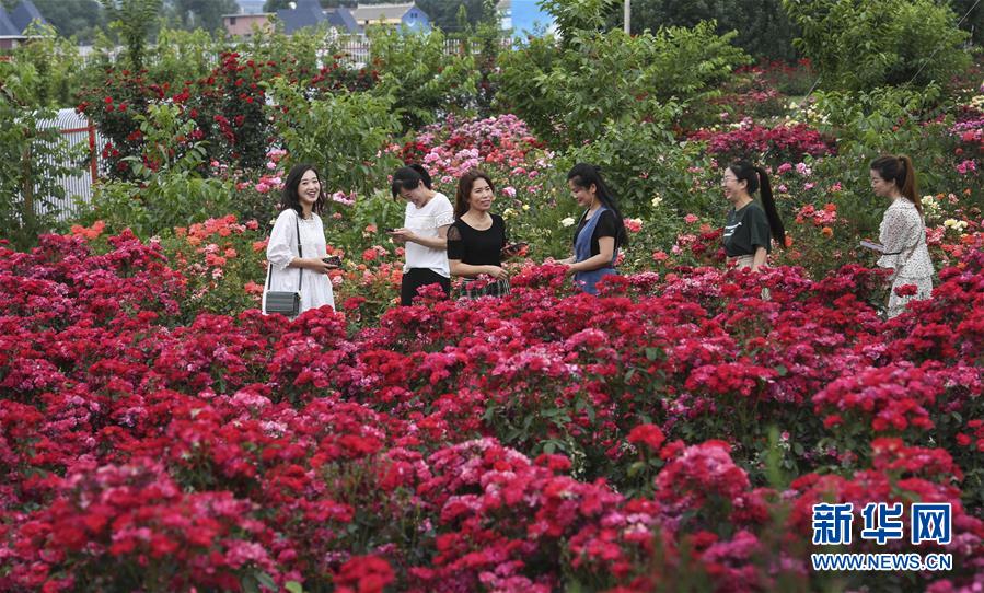 관광객들이 장미 마을 장미공원에서 활짝 핀 꽃을 구경하고 있다. [사진 출처: 신화망]