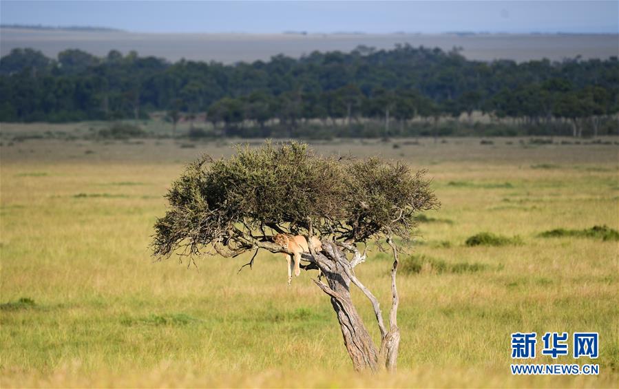 케냐 마사이마라 국립보호구, 사자 한 마리가 나무 위에서 휴식을 취하고 있다. [사진 출처: 신화망]
