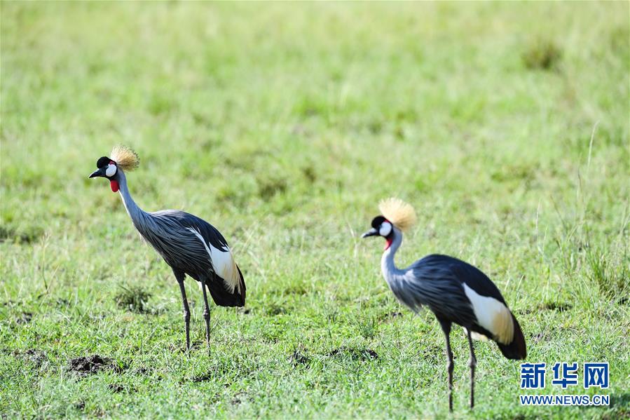 케냐 마사이마라 국립보호구, 회색관두루미 두 마리가 초원에서 먹이를 찾고 있다. [사진 출처: 신화망]