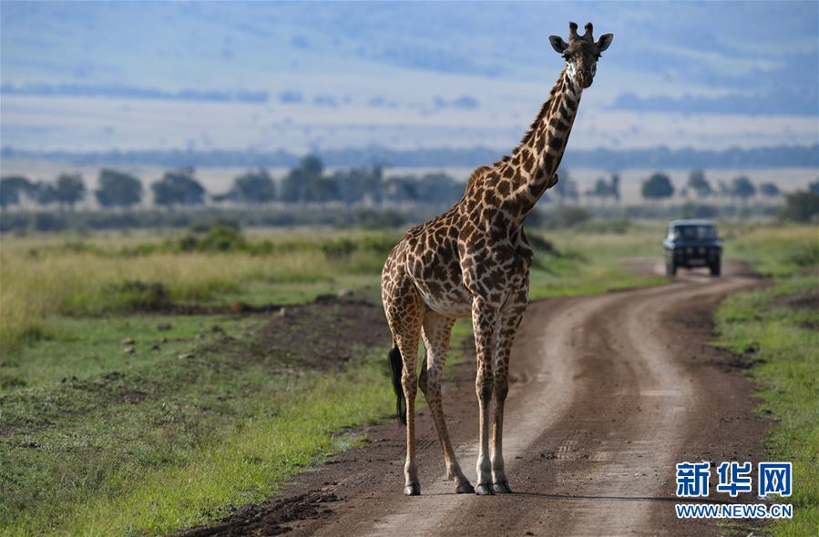 케냐 마사이마라 국립보호구에서 촬영한 기린[사진 출처: 신화망]