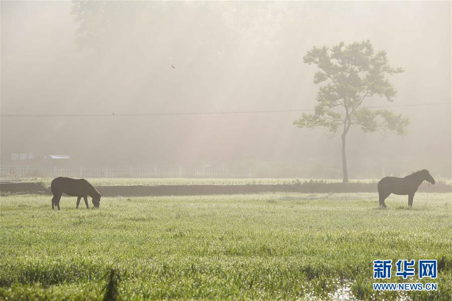 안후이(安徽)성 이(黟)현 훙(宏)촌 관광지, 말들이 새벽 햇살을 받고 있다. [사진 출처: 신화망]