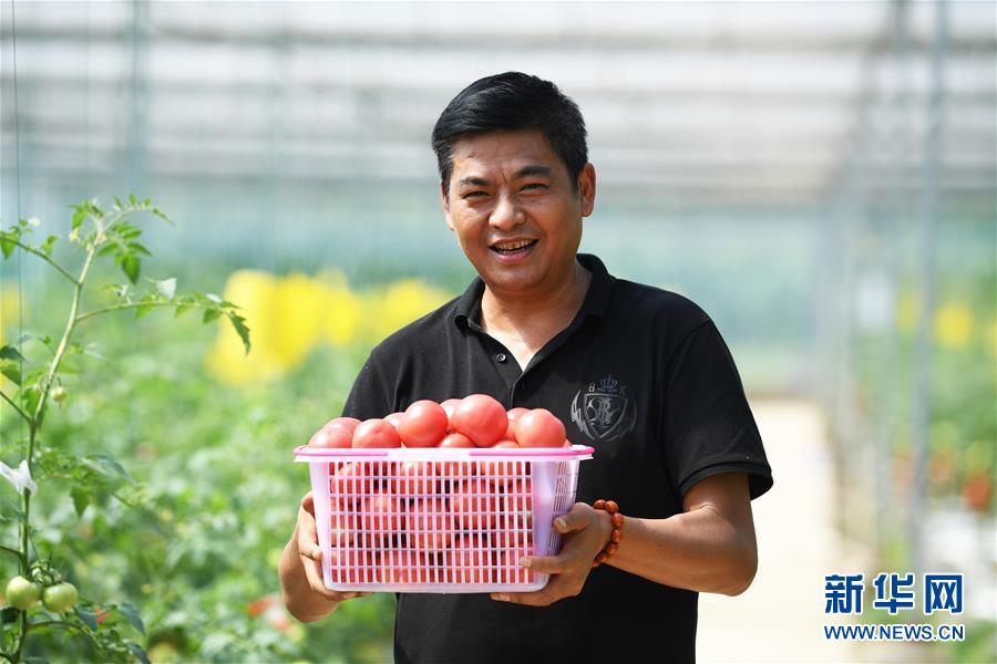 저우위가오(周玉高) 씨가 마관(馬灌)진 궈위안(果園)촌 수경재배 토마토 비닐하우스에서 수확한 토마토를 선보이고 있다. [사진 출처: 신화망]