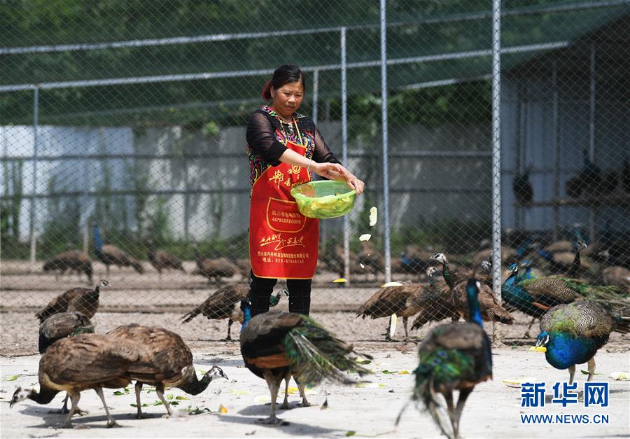 현지 농민이 마관(馬灌)진 솽스(雙石)촌 공작새 사육장에서 공작새에게 먹이를 주고 있다. [사진 출처: 신화망]
