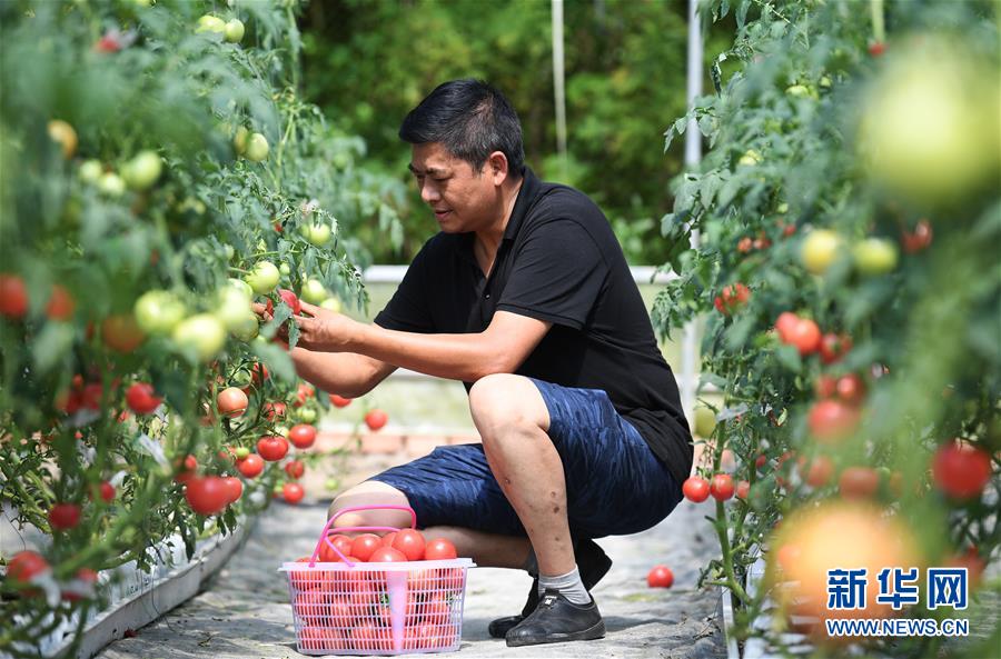 저우위가오(周玉高) 씨가 마관(馬灌)진 궈위안(果園)촌 수경재배 토마토 비닐하우스에서 토마토를 수확하고 있다. [사진 출처: 신화망]