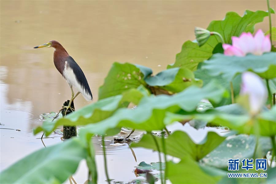 7월 9일, 흰날개해오라기 한 마리가 푸저우(福州)시 진산(金山)공원 연못가에서 휴식을 취하고 있다. [사진 출처: 신화망]