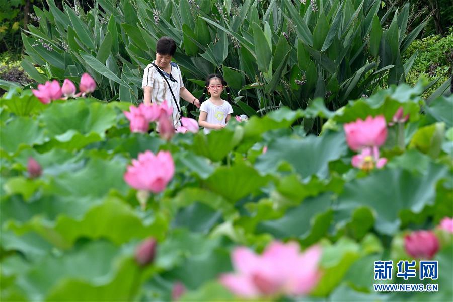 7월 9일, 시민들이 푸저우(福州)시 진산(金山)공원에서 연꽃을 구경하고 있다. [사진 출처: 신화망]
