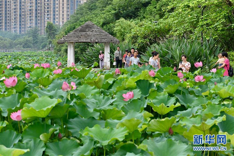 7월 9일, 푸저우(福州)시 진산(金山)공원에 활짝 핀 연꽃이 관광객들에게 즐거움을 선사하고 있다. [사진 출처: 신화망]