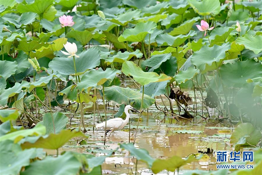 7월 9일, 백로 한 마리가 푸저우(福州)시 진산(金山)공원 연못가에서 먹이를 찾고 있다. [사진 출처: 신화망]