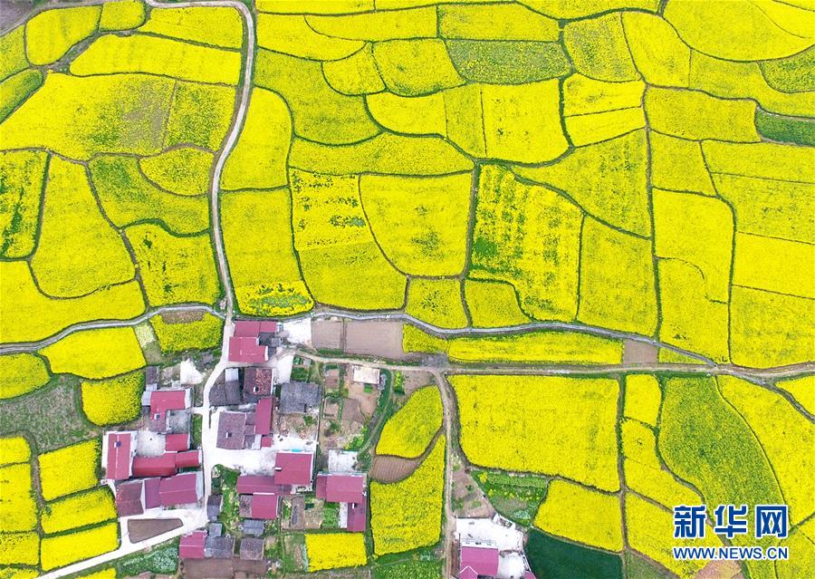 2017년 3월 18일 후베이(湖北)성 위안안(遠安)현에 펼쳐진 유채꽃밭 [사진 출처: 신화망]