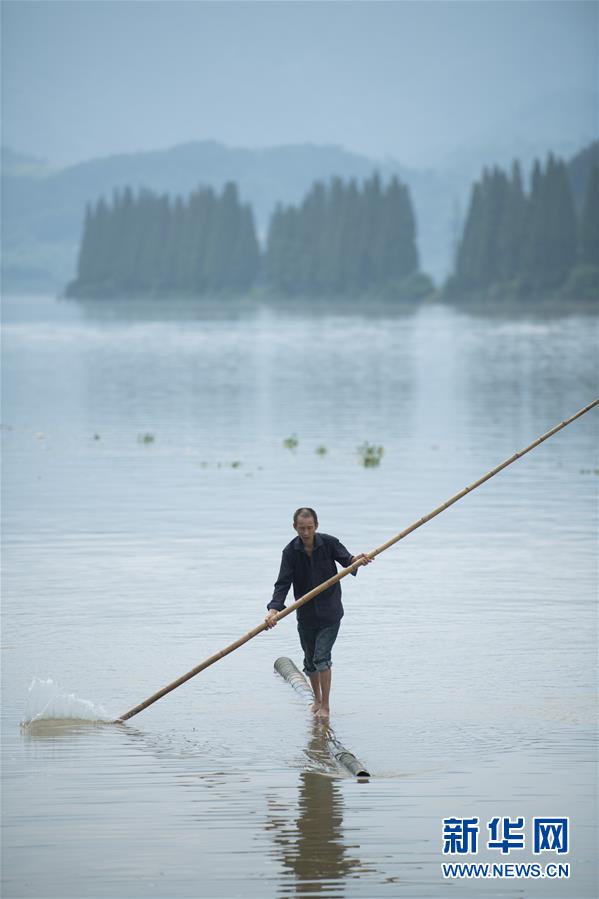 7월 11일 팡수윈(方恕雲) 씨가 죽순대를 타고 신안(新安)강을 건너고 있다. [사진 출처: 신화망]
