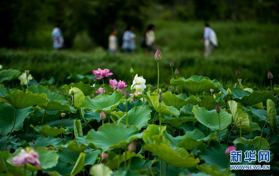 관광객들이 푸저헤이(普者黑) 국가습지공원에 활짝 핀 연꽃을 감상하고 있다. [사진 출처: 신화망]