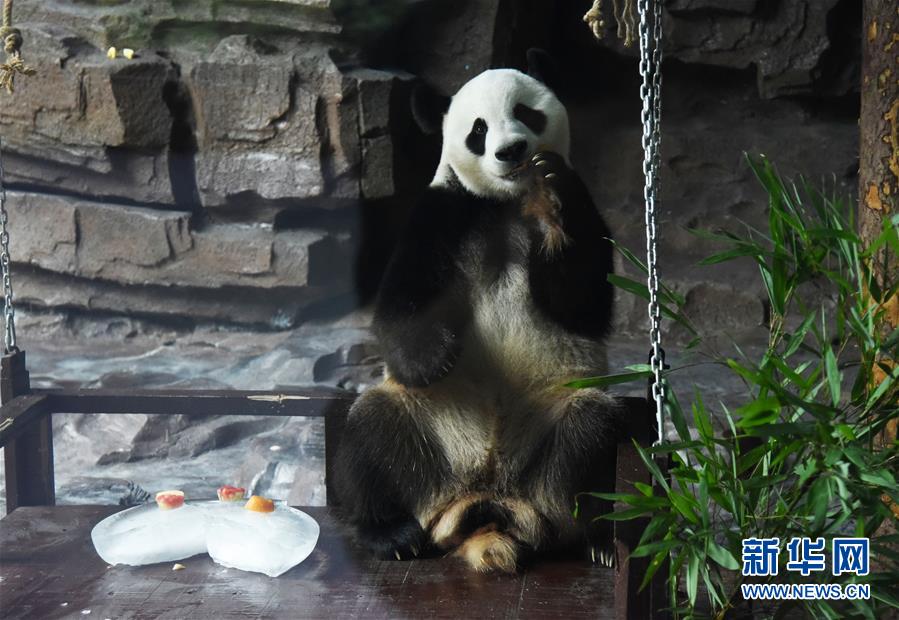 7월 15일 지난(濟南)동물원의 판다 ‘얼시(二喜)’가 대나무를 먹고 있다. [사진 출처: 신화망]