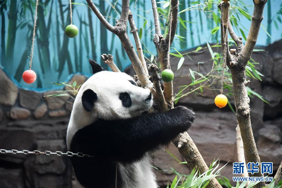 7월 15일 지난(濟南)동물원의 판다 ‘얼시(二喜)’가 직원들이 선물한 ‘얼음과일’을 맛보고 있다. [사진 출처: 신화망]