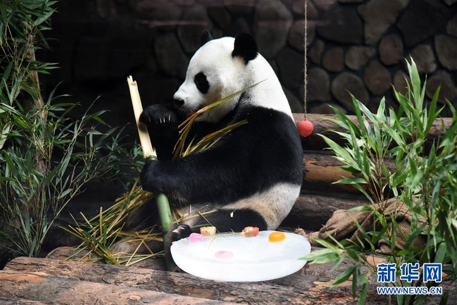 7월 15일 지난(濟南)동물원의 판다 ‘얼시(二喜)’가 얼음 옆에 앉아 대나무를 먹고 있다. [사진 출처: 신화망]