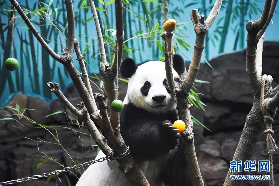 7월 15일 지난(濟南)동물원의 판다 ‘얼시(二喜)’가 직원들이 선물한 ‘얼음과일’을 맛보고 있다. [사진 출처: 신화망]