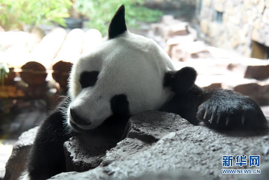 7월 15일 식사를 마친 지난(濟南)동물원의 판다 ‘얼시(二喜)’가 에어컨이 설치된 냉방실에서 휴식을 취하고 있다. [사진 출처: 신화망]