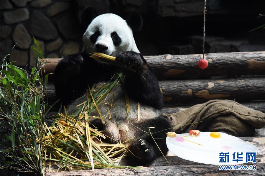 7월 15일 지난(濟南)동물원의 판다 ‘얼시(二喜)’가 얼음 옆에 앉아 대나무를 먹고 있다. [사진 출처: 신화망]
