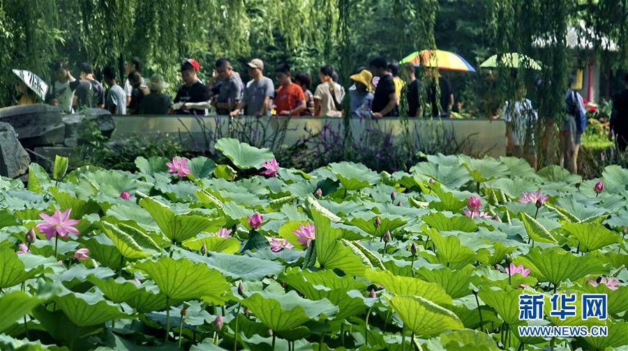7월 21일 관광객들이 원명원(圓明園) 유적공원에서 연꽃을 감상하고 있다. [사진 출처: 신화망]