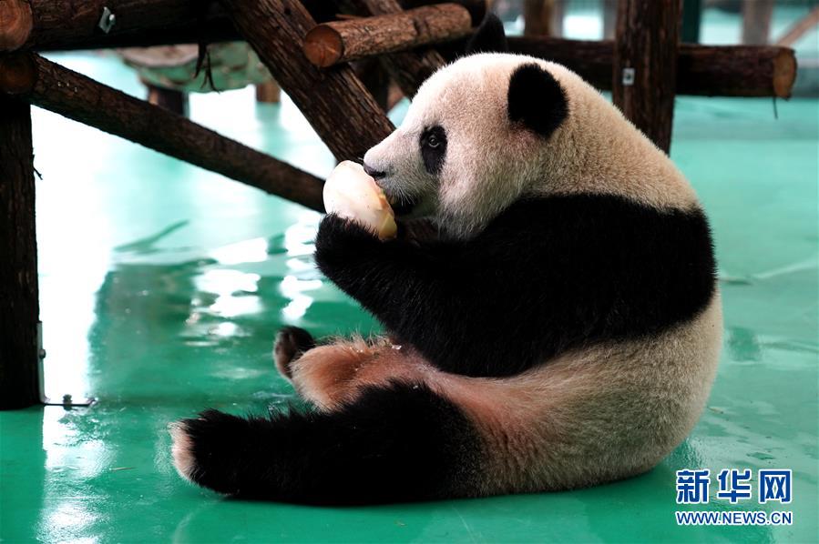 상하이 동물원의 팬더가 얼음을 먹고 있다. [사진 출처: 신화망]