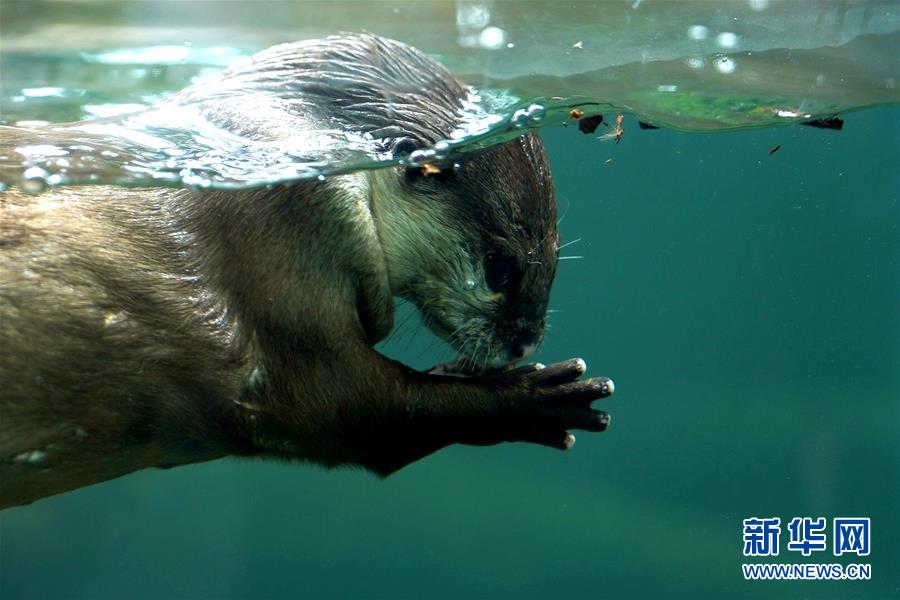 상하이 동물원의 수달이 물속으로 다이빙해 더위를 식히고 있다. [사진 출처: 신화망]