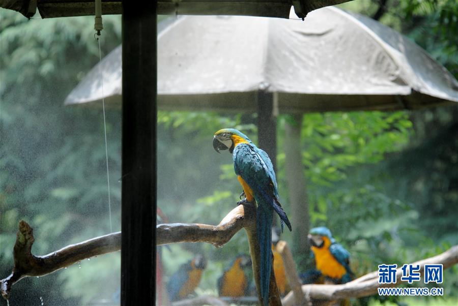 상하이 동물원의 마코앵무새가 차일 아래에서 스프레이 펌프로 열을 식히고 있다. [사진 출처: 신화망]