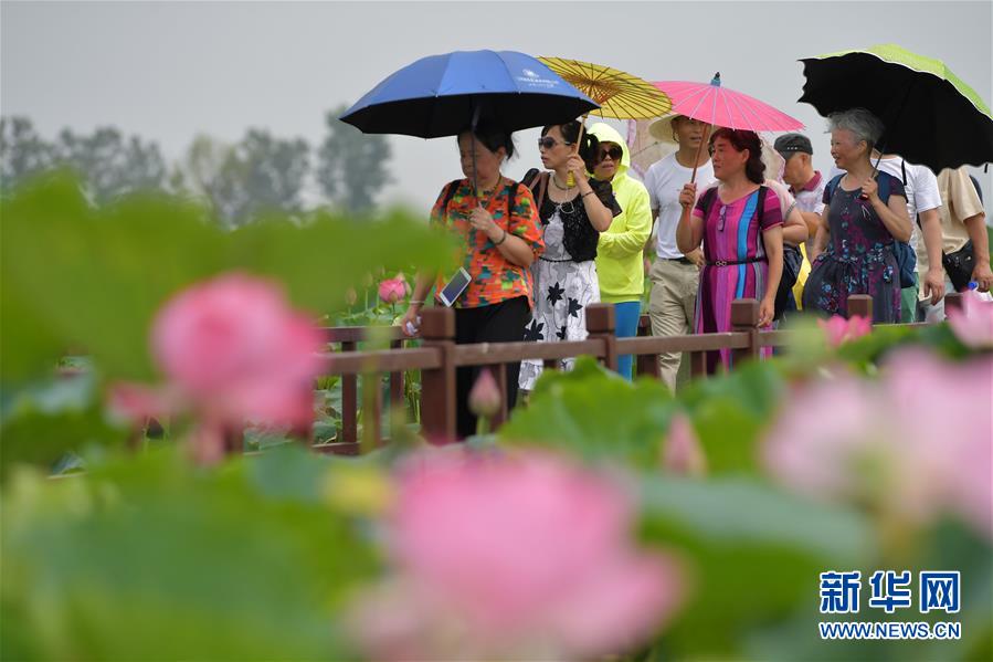 장시(江西)성 난창(南昌)시 롄웨이(聯圩)진, 관광객들이 활짝 핀 연꽃을 감상하고 있다. [사진 출처: 신화망]