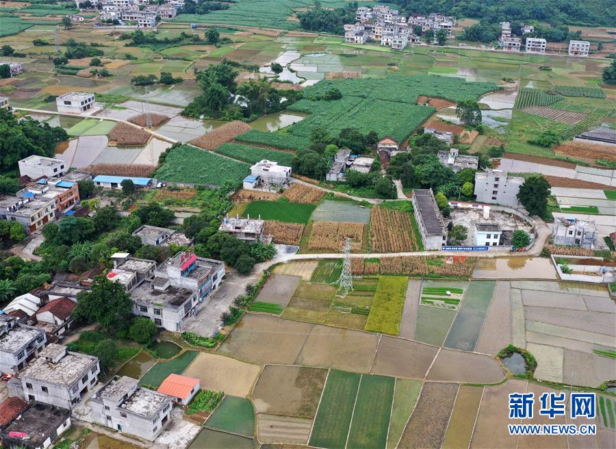 7월 23일 드론으로 촬영한 청장(澄江)진 농촌 풍경 [사진 출처: 신화망]