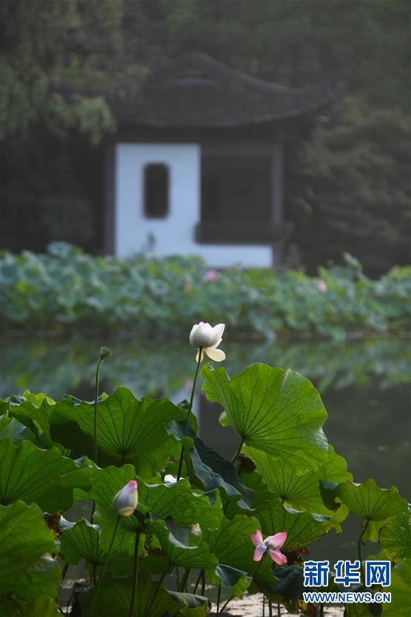 22일 촬영한 시후(西湖) 취위안펑허(曲院風荷)의 연꽃 [사진 출처: 신화망]
