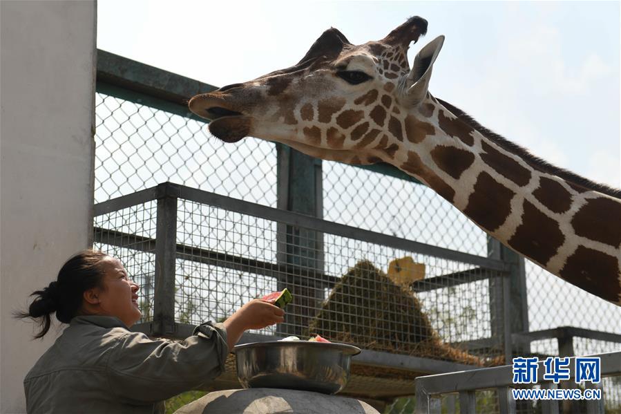 8월 1일 허페이(合肥) 야생동물원 사육사가 기린에게 수박을 주고 있다. [사진 출처: 신화망]