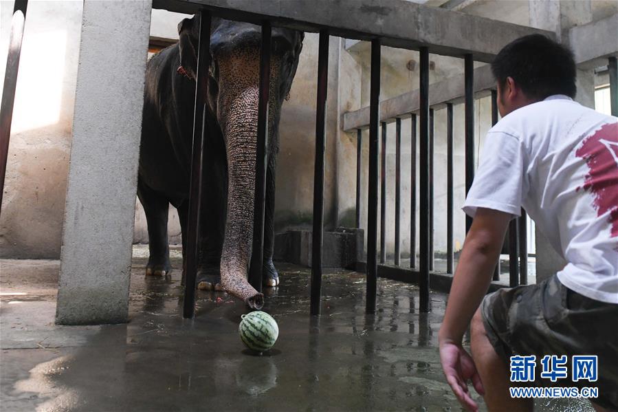 8월 1일 사육사가 코끼리에게 수박을 주고 있다. [사진 출처: 신화망]