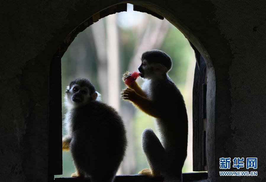 8월 1일 커먼다람쥐원숭이가 과일을 먹고 있다. [사진 출처: 신화망]