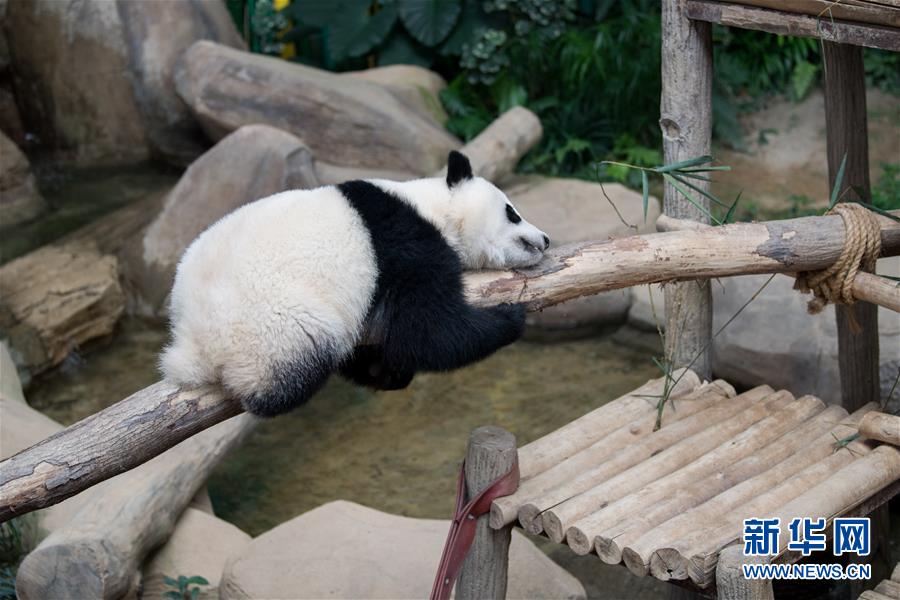 8월 1일 말레이시아 쿠알라룸푸르 국립동물원, 판다 ‘이이(誼誼)’가 즐거운 시간을 보내고 있다. [사진 출처: 신화망]