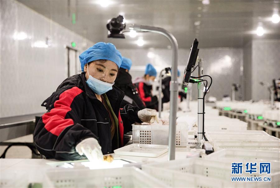 8월 4일 야장(雅江)현 송이버섯 산업단지 순펑(順豐) 사전처리센터, 현지 장족(藏族) 여성들이 송이버섯 분류 작업을 하고 있다. [사진 출처: 신화망]