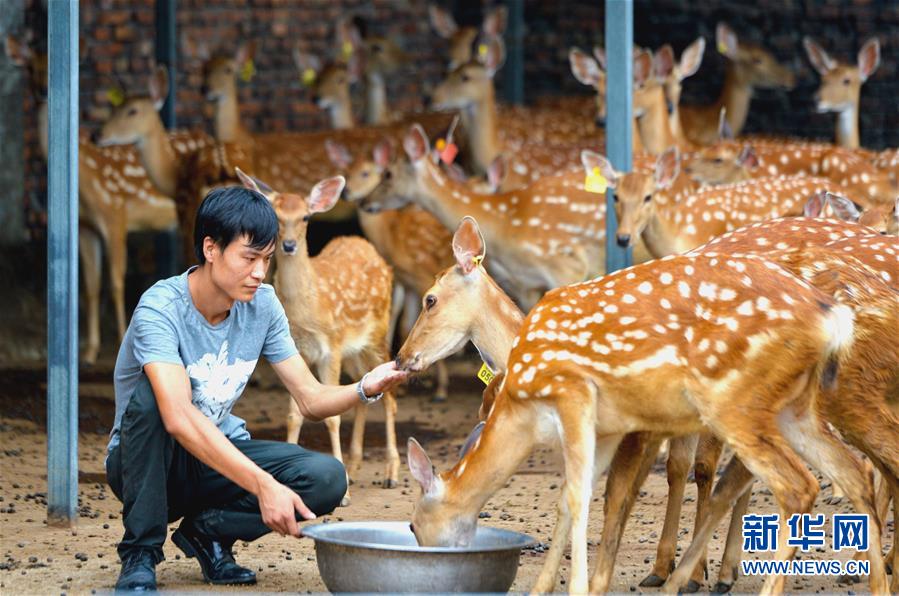 8월 6일 허베이(河北)성 서(涉)현 첸콴장(前寬嶂)촌, 현지 직원이 꽃사슴에게 먹이를 주고 있다. [사진 출처: 신화망]