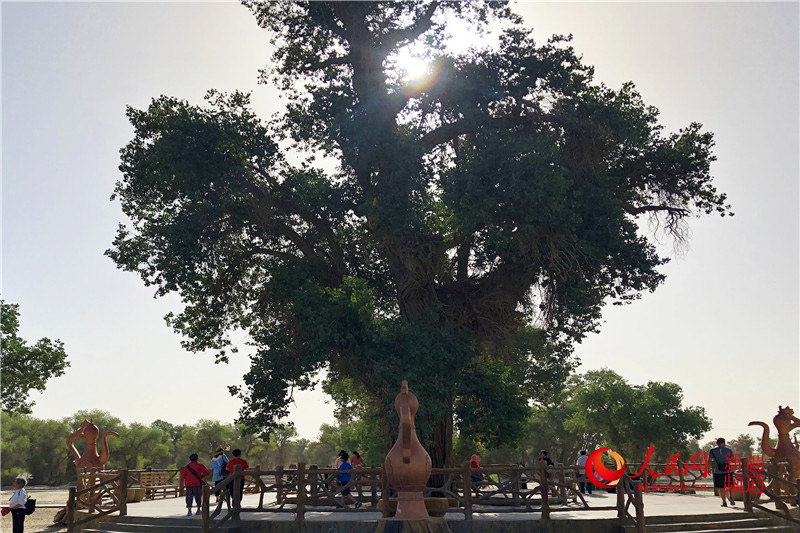 타리무(塔里木) 유프라티카 포플러 숲 공원에 있는 1300년 된 유프라티카 포플러 [사진 출처: 인민망]
