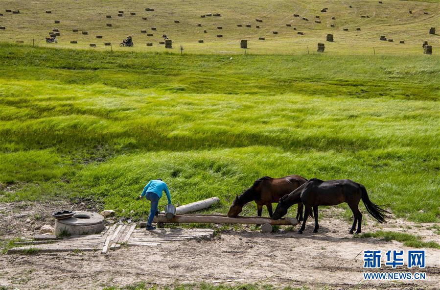 현지 목축민들이 카라쥔(喀拉峻) 초원에서 길은 물을 말에게 주고 있다. [8월 14일 촬영/사진 출처: 신화망]